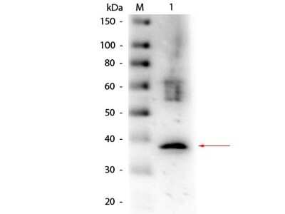 Western Blot: Lactate Dehydrogenase Antibody [Biotin] [NB600-862] - Lane 1: Lactate Dehydrogenase (Rabbit Muscle). Load: 50 ng per lane. Primary antibody: Goat anti-Lactate Dehydrogenase Antibody Biotin Conjugated at 1:1,000 overnight at 4C. Secondary antibody: HRP streptavidin secondary antibody at 1:40,000 for 30 min at RT. Block: incubated with blocking buffer for 30 min at RT. Predicted/Observed size: 36.5 kDa, 36.5 kDa for Lactate Dehydrogenase.